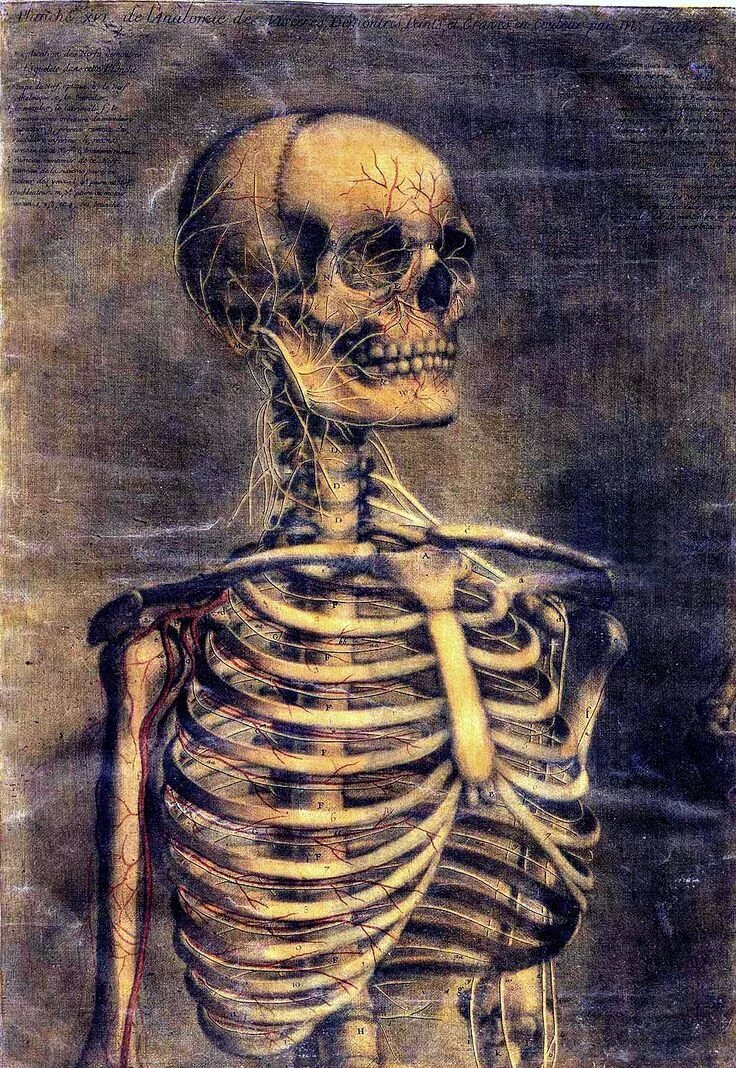 Bone art. Жак Фабьен Готье Даготи. Скелет.
