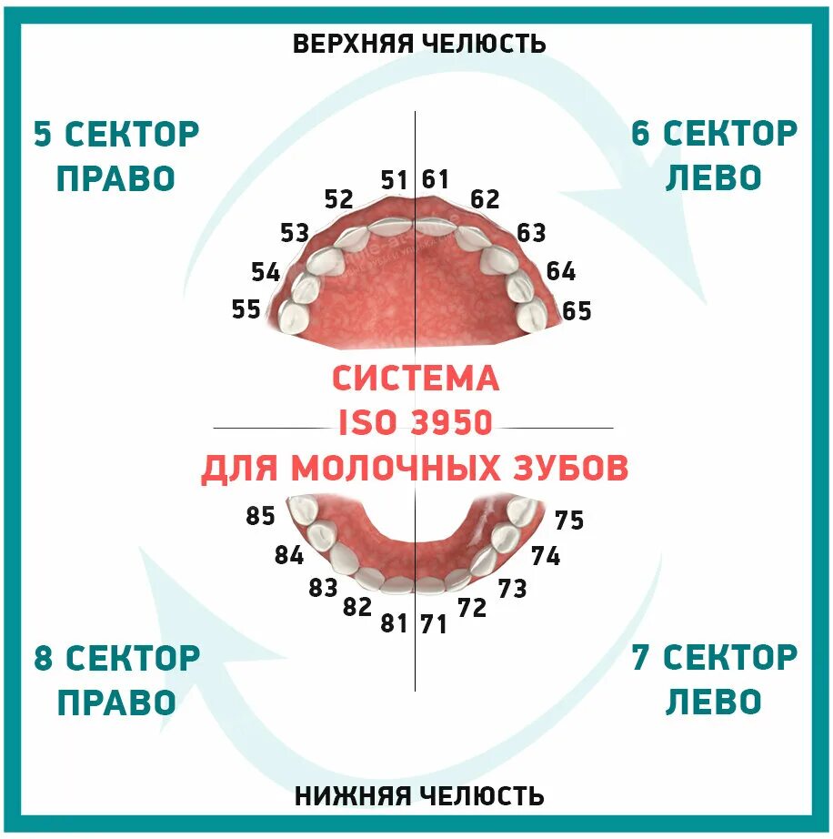 53 4 7 63. Челестьномерация зубов.. Нумерация зубов. Нумерация зубов у детей. Номера зубов.