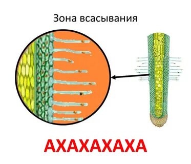 Выше зоны всасывания