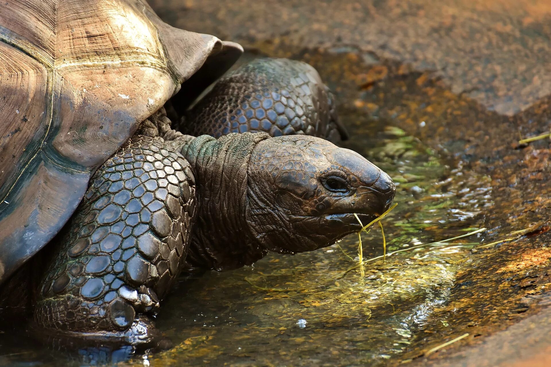 Галапагосская черепаха. Galapagos giant Tortoise. Гигантская черепаха. Бронированная черепаха. Место обитания большой черепахи