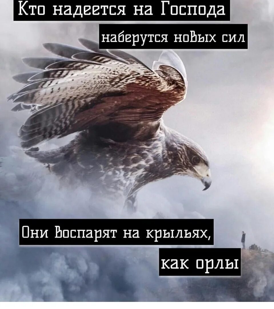 Надеющиеся на господа поднимут крылья как орлы. А надеющиеся на господа обновятся в силе поднимут крылья как орлы. надеющиеся на господа. надеющиеся на господа обновятся. надеющийся на господа поднимут крылья.