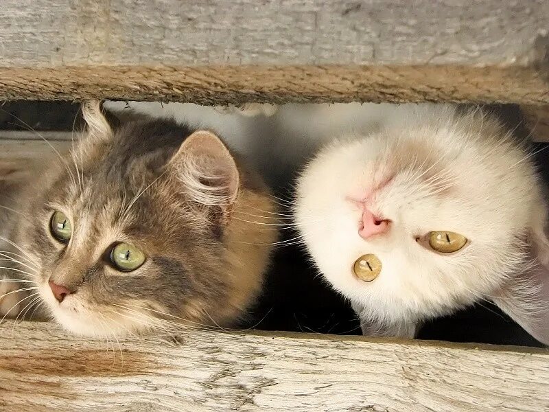 Котики и их жизнь. Котики и их жизнь