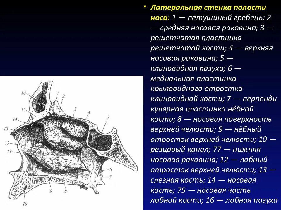 Костная основа полости рта. Носовая полость строение кости. Латеральная стенка носовой полости. Медиальная стенка носовой полости. Медиальная стенка носовой полости образована.