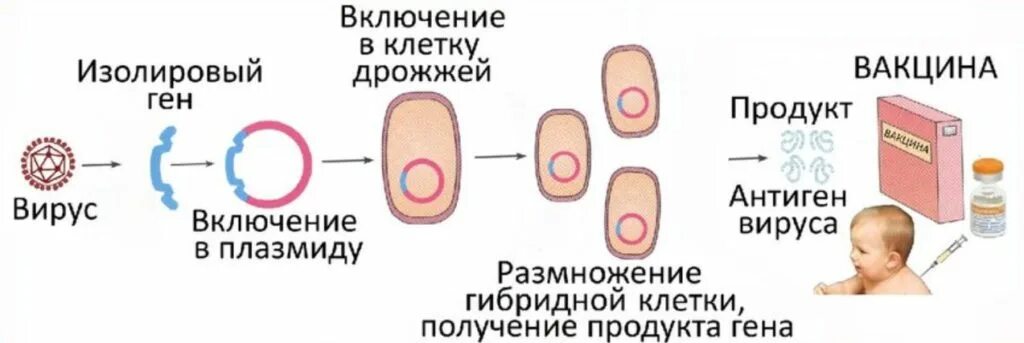 Технология вакцин. МРНК вакцина. Механизм МРНК вакцины. Вакцины на основе матричной РНК. МРНК вакцина принцип действия.