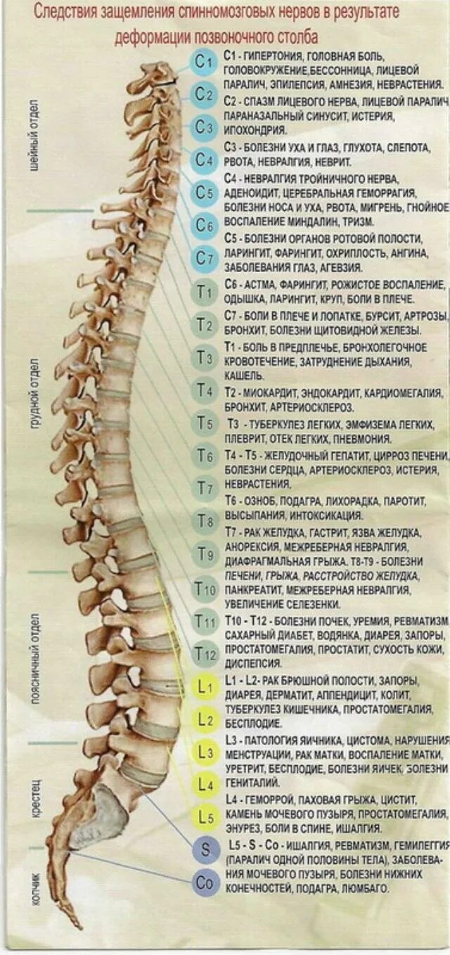 4 И 5 позвонки. Позвонки спина th6. L5-s1 отдел позвоночника схема. Нумерация позвонков в позвоночнике человека.