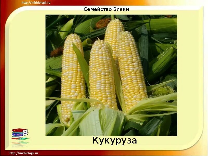 Виды бобовых овощей. К какому классу относится горох. Доклад о кукурузе. Кукуруза и горох относятся к 1 семейству. Кукуруза культурное растение.