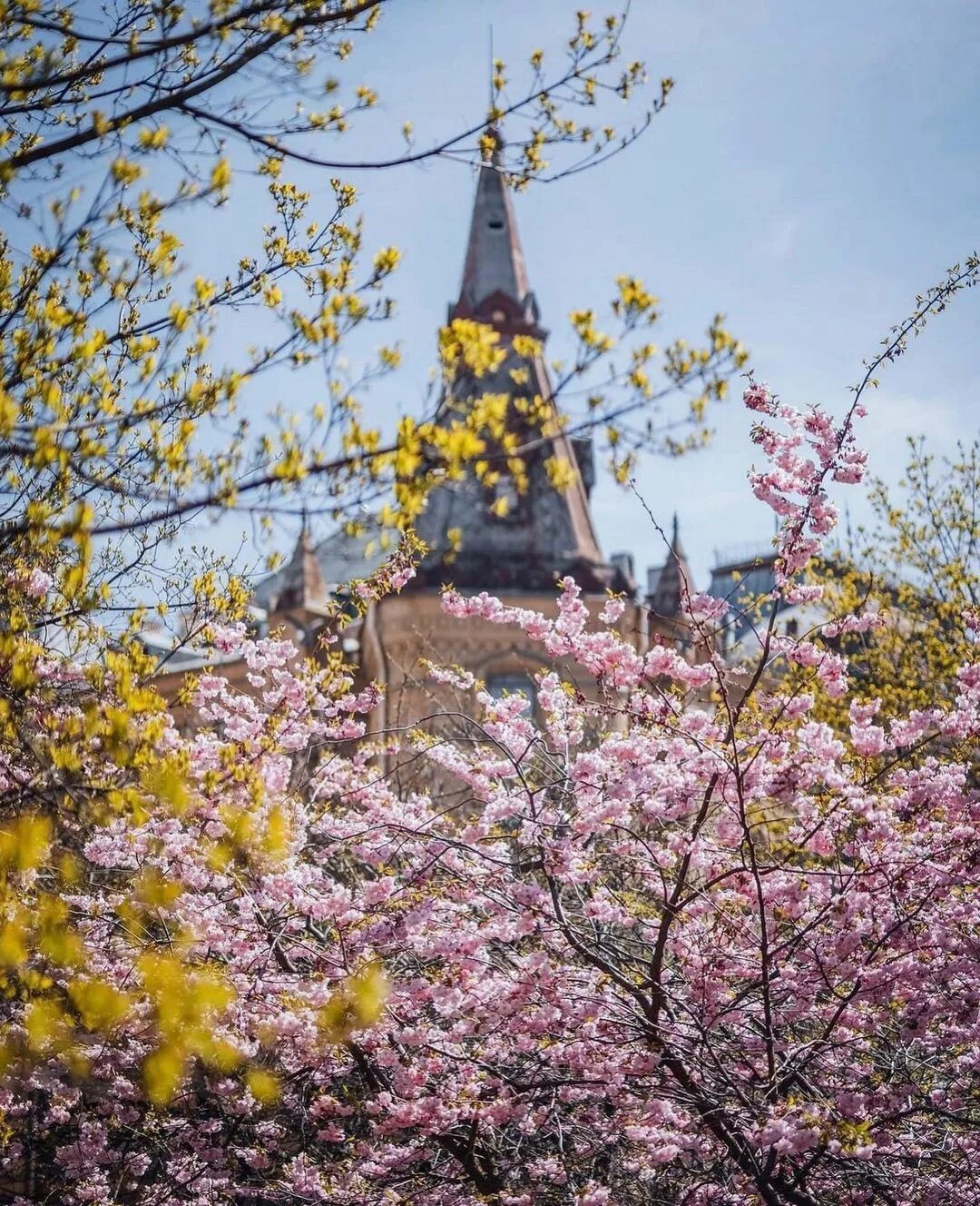 Сад дружбы в Санкт-Петербурге Сакура. Сакура в Санкт-Петербурге на Литейном. Сад дружбы в Санкт-Петербурге цветение Сакуры. Сакура цветет в СПБ на Литейном.