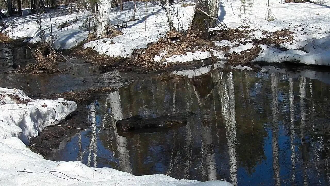 Журчат ручьи поют Грачи. Журчащий весенний ручей. Весной в лесу Журчат ручьи.