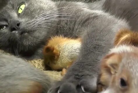 Видео где котенок