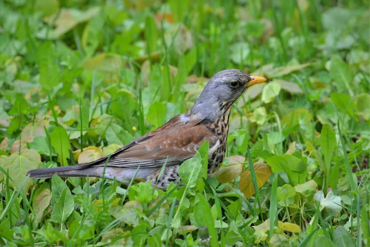 птица усадьба. томск деревянное зодчество. австралийский воробей. птица меньше голубя коричневая. птицы москвы.