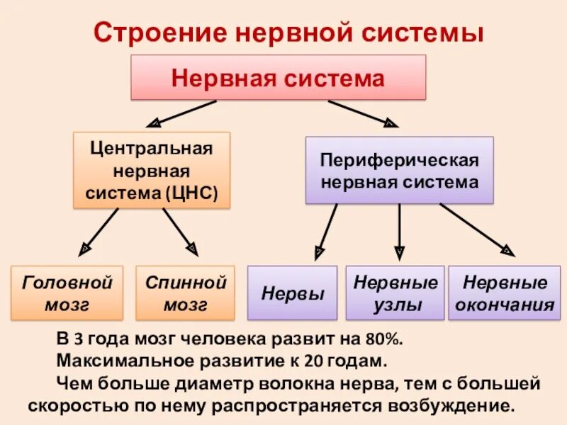 Виды нервной системы 8 класс. Строение нервной системы 8 класс биология. Структура нервной системы человека схема. Схема функции отделов нервной системы. Значение строение и функционирование нервной системы.