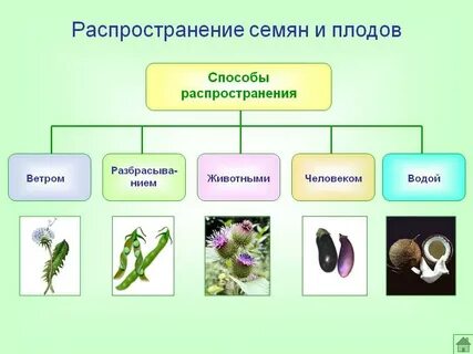 Способ размножения семенных растений