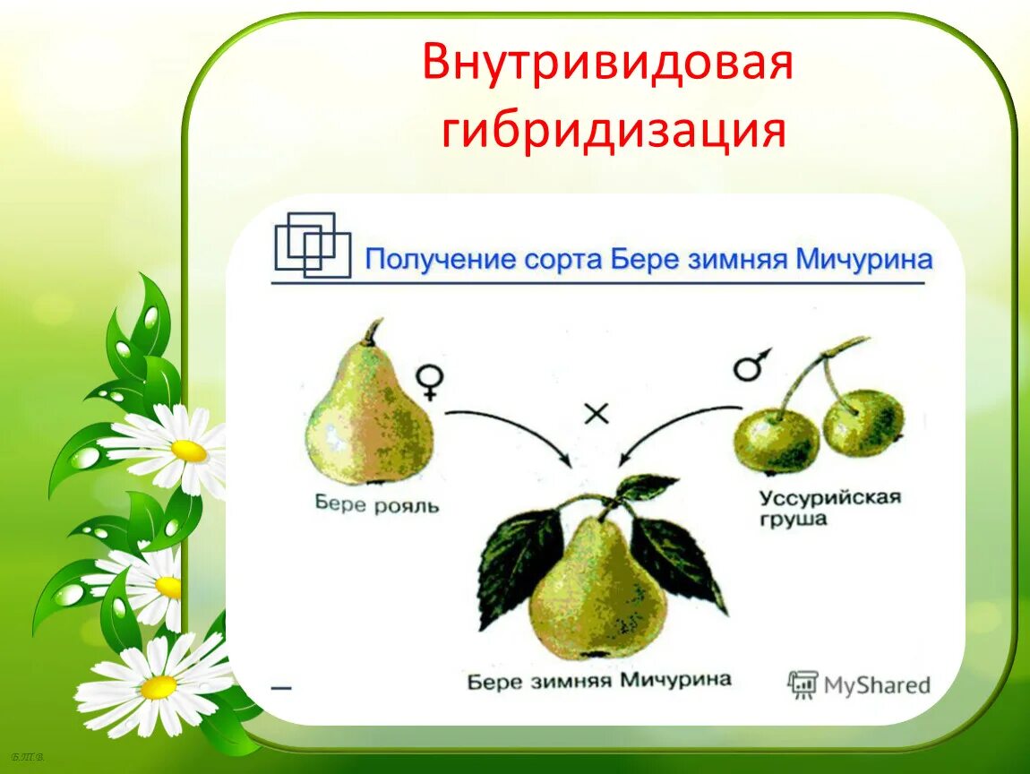 Внутривидовая гибридизация примеры растений. Гибридизация метод селекции. Гибридизация в селекции растений. Метод межвидовой гибридизации. Образование гибридов