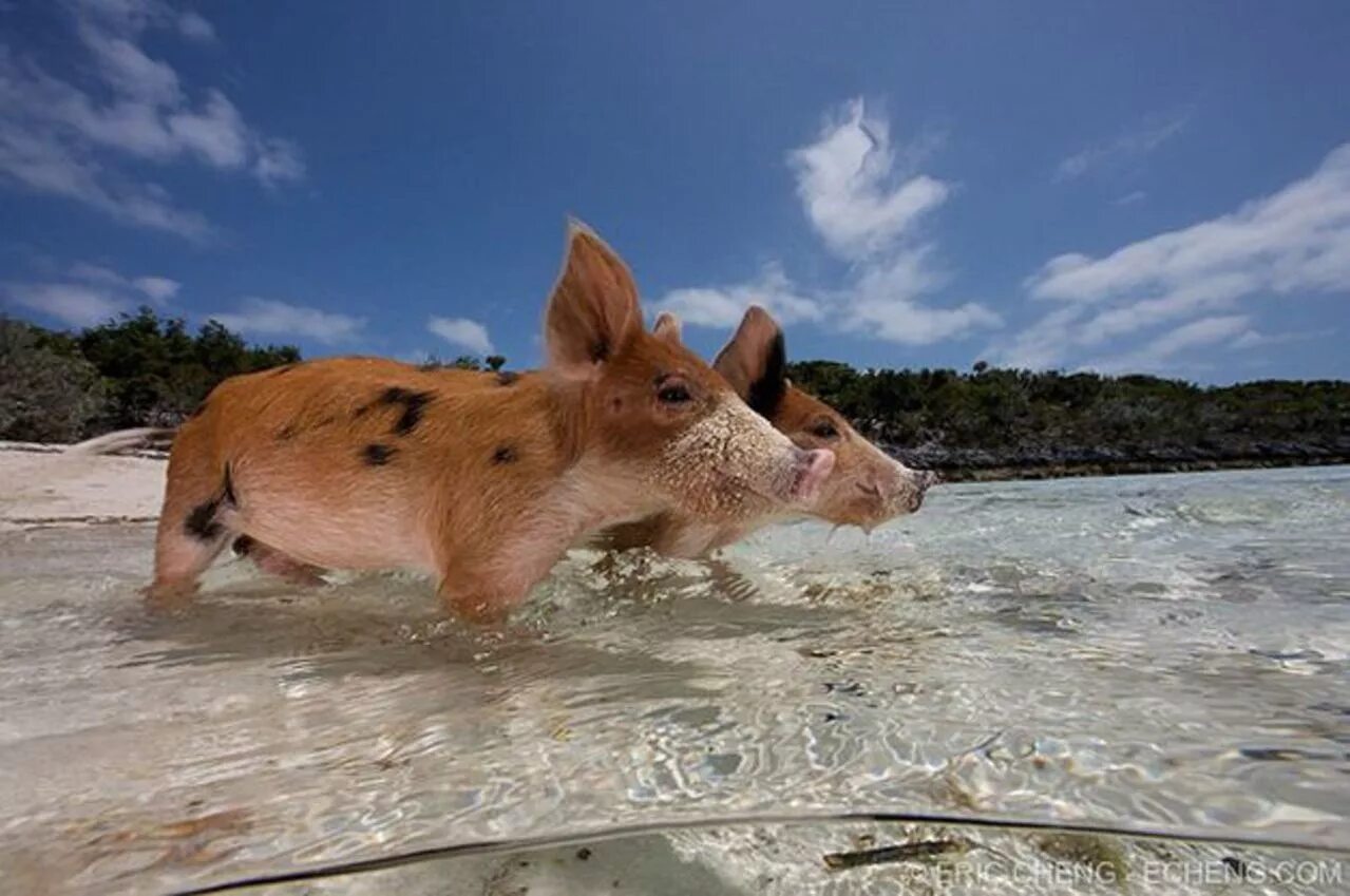 Свинка плавает. Водоплавающие свиньи Багамы. Пиг-Бич Багамские острова. Биг Мэйджор Кэй остров свиней. Багамские водоплавающие свинки.