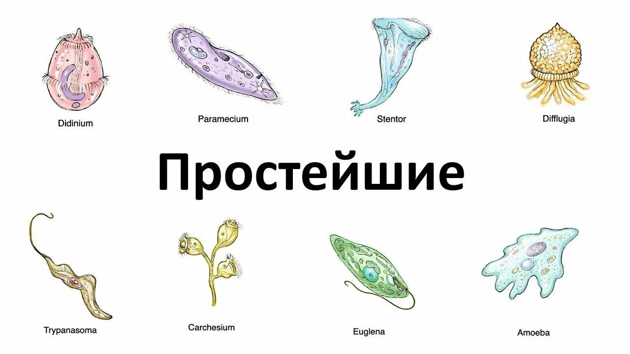 Почему простейшие живые. Простейшие названия. Биология простейшие организмы. Простейшие одноклеточные животные. Простейшие организмы названия.