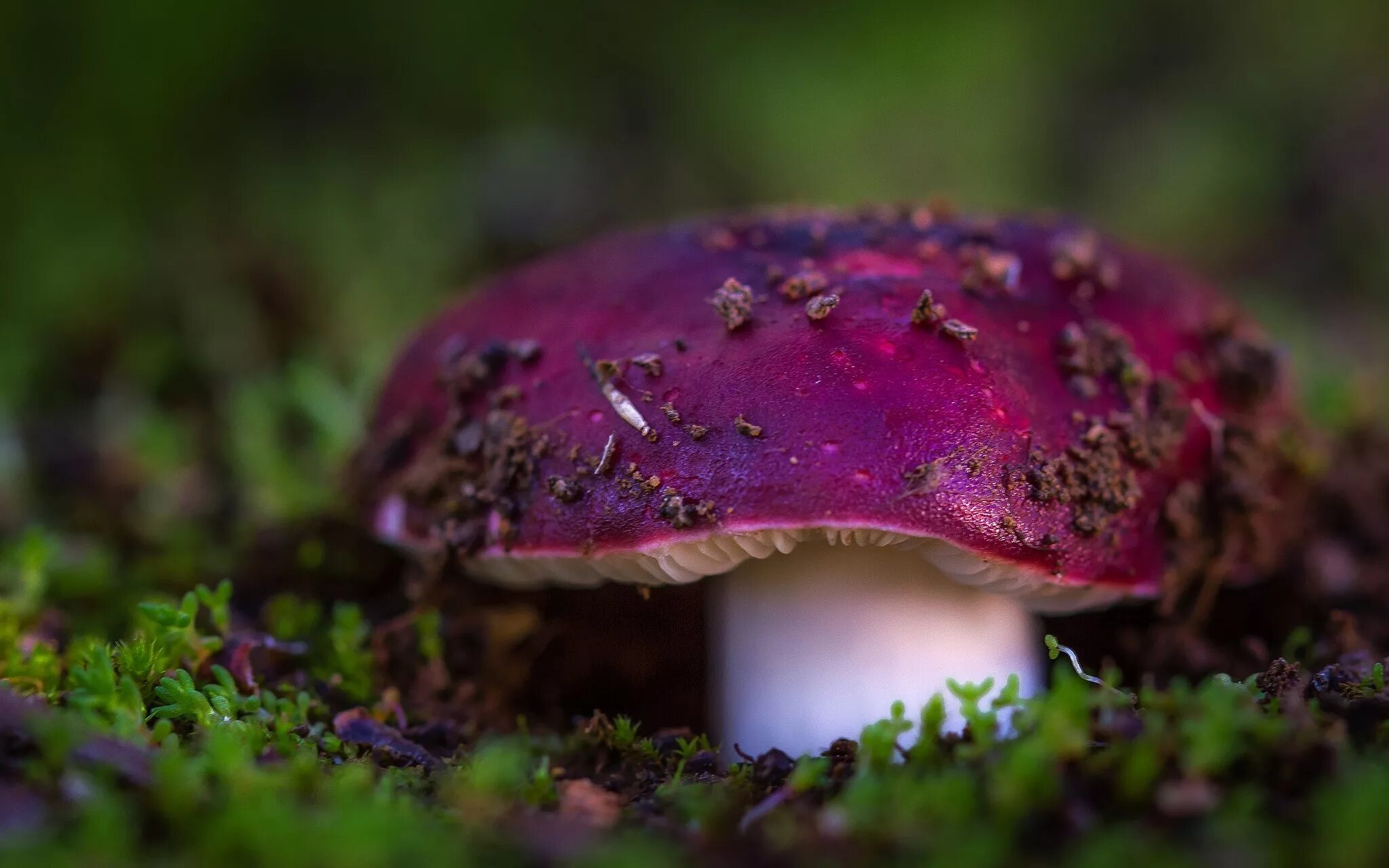 File:Luční Boletus legaliae  Wikimedia Commons