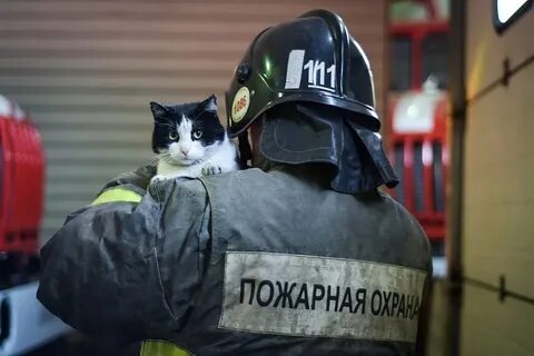 Включи коте пожарных