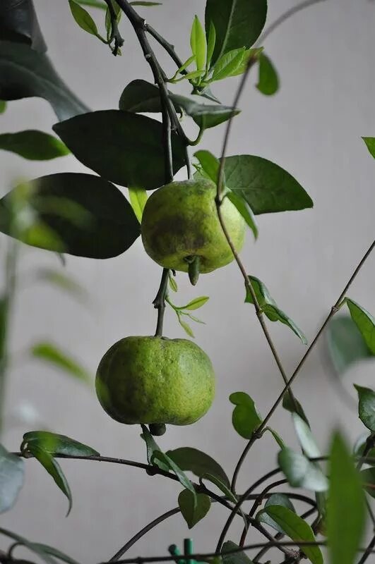 Citrus limetta. Citrus limetta