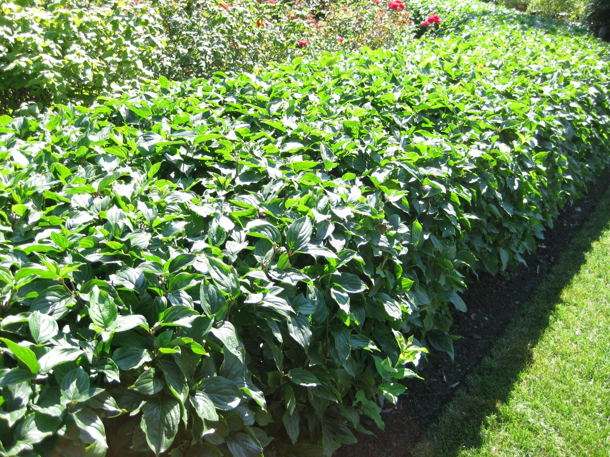 TREATMENT PROPERTIES TOPINAMBURA The therapeutic properties of Jerusalem articho