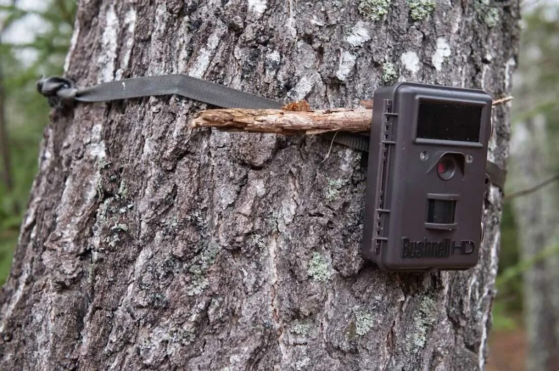 Что такое фотоловушка в биологии. Фотоловушка 865. Фотоловушка h4s. Фотоловушка на дереве. Фотоловушка для охоты.