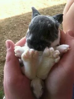 Bunny foot