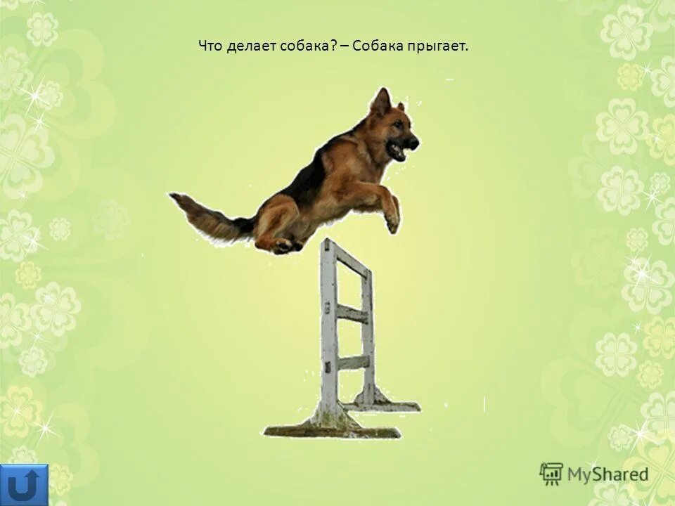 собаки для квартиры. собака сгрызла мебель. что делают собаки. марли и я. марли и я.