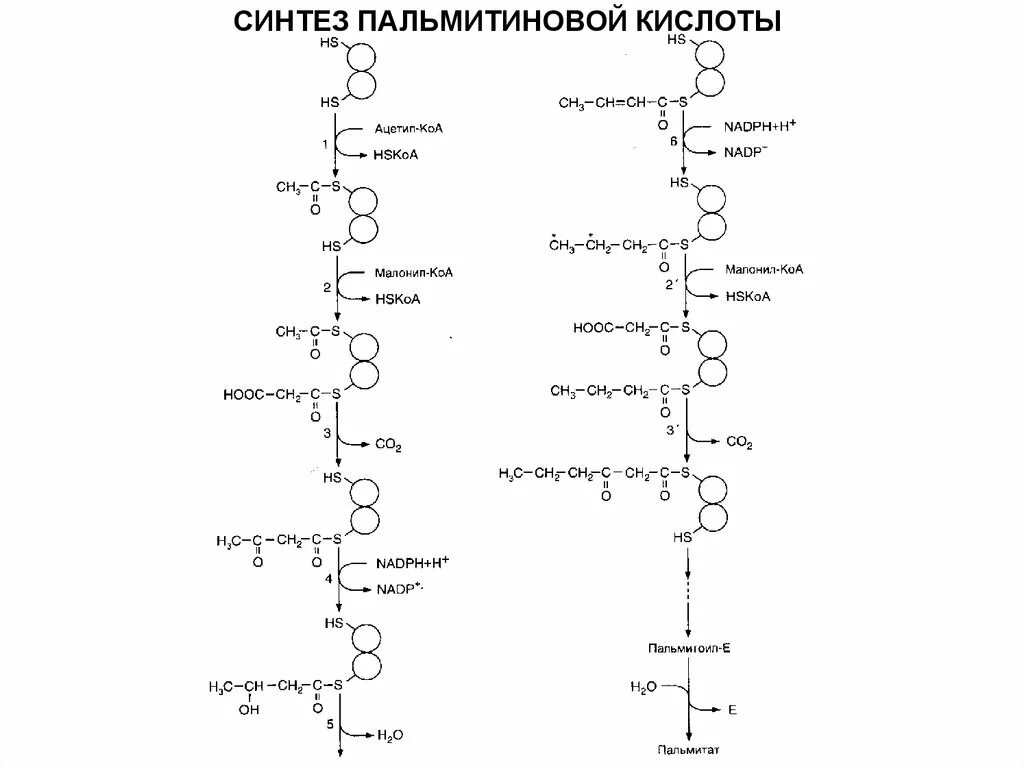 Синтез пальмитиновой. Схема синтеза пальмитиновой кислоты. Синтез пальмитиновой кислоты. ПАЛЬМИТИНОВЫЙ цикл биохимия. Биосинтез стеариновой кислоты из пальмитиновой.