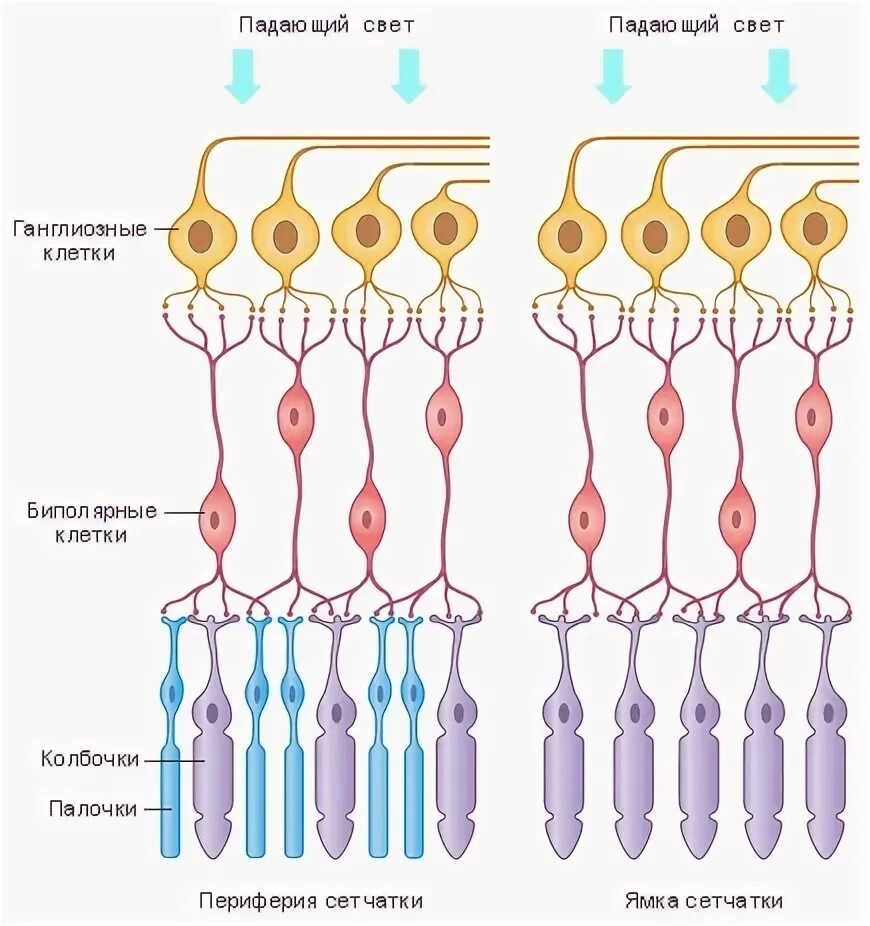 Палочки и колбочки сетчатки. Колбочки в сетчатке глаза. Палочки и колбочки сетчатки строение. Палочки и колбочки сетчатки глаза схема. Сетчатка родопсин палочка