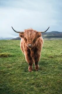 Highland coo