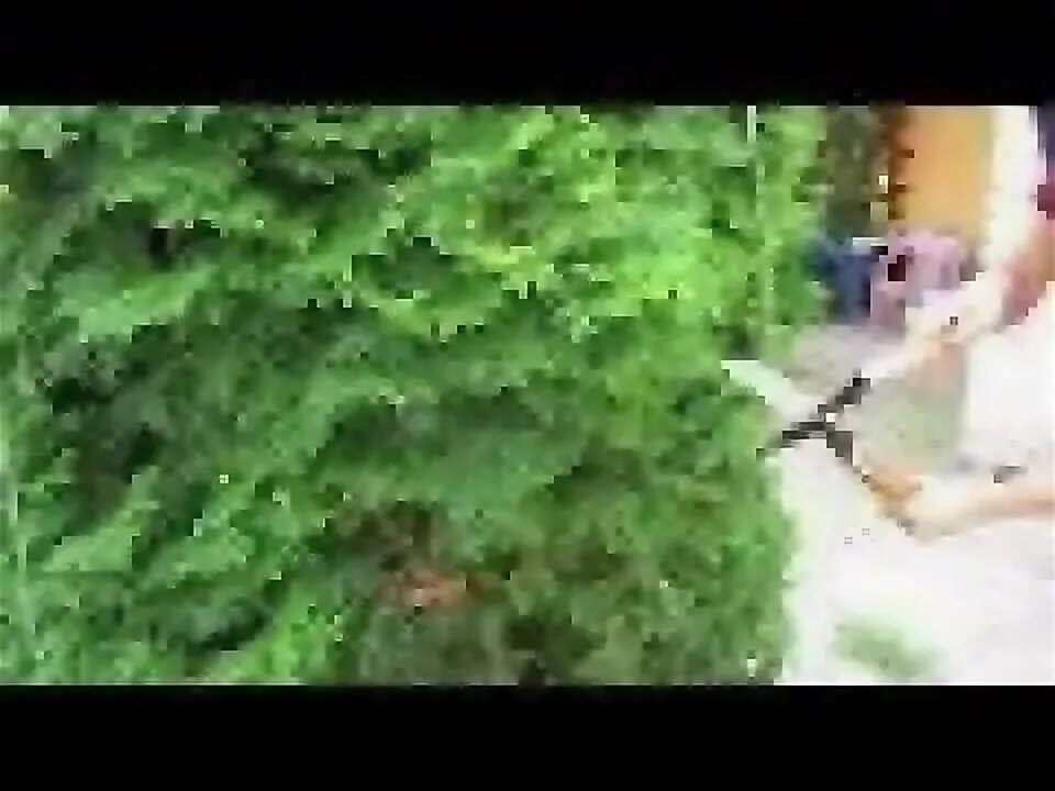 Топиарная стрижка туи смарагд. Формы стрижки туи смарагд. Видео стрижки туй. Топиарная стрижка туи смарагд. Обрезка шаровидной туи.