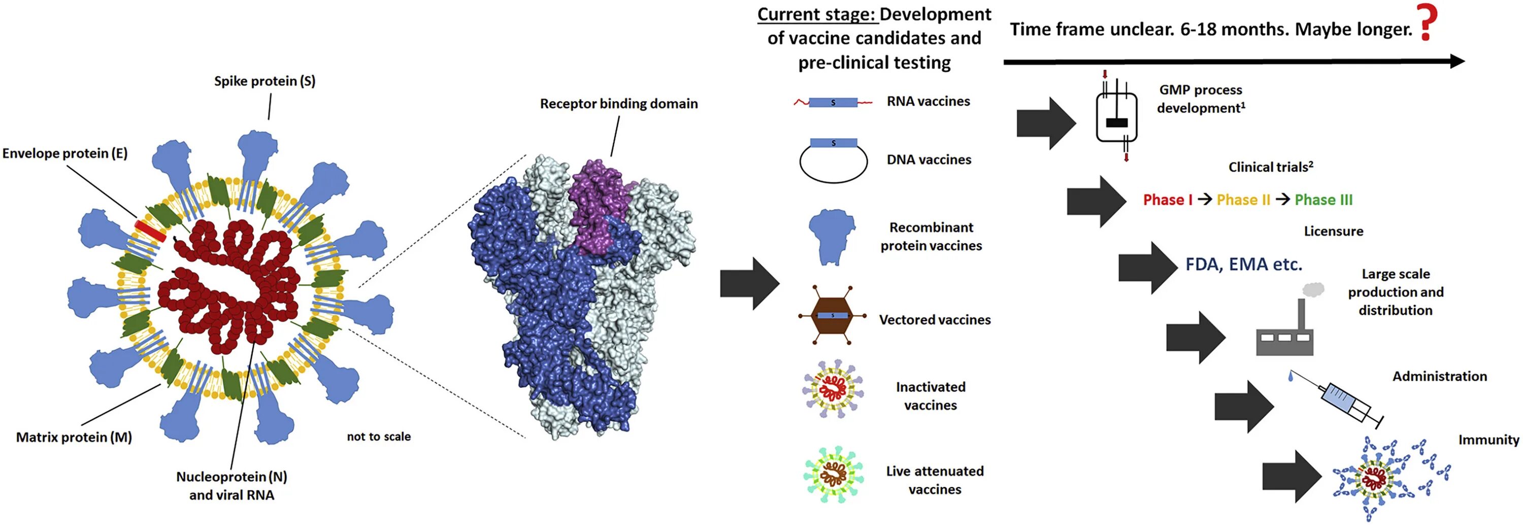 Вакцина cov 2. Вакцина против SARS-cov-2. Схема действия РНК вакцины. Прививка от коронавируса схема. Коронавирус SARS-cov-2 строение.