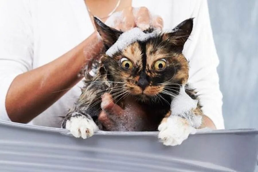 Мытье кота. Кошка моется. Купание кошки. Помытый кот. Кот после купания