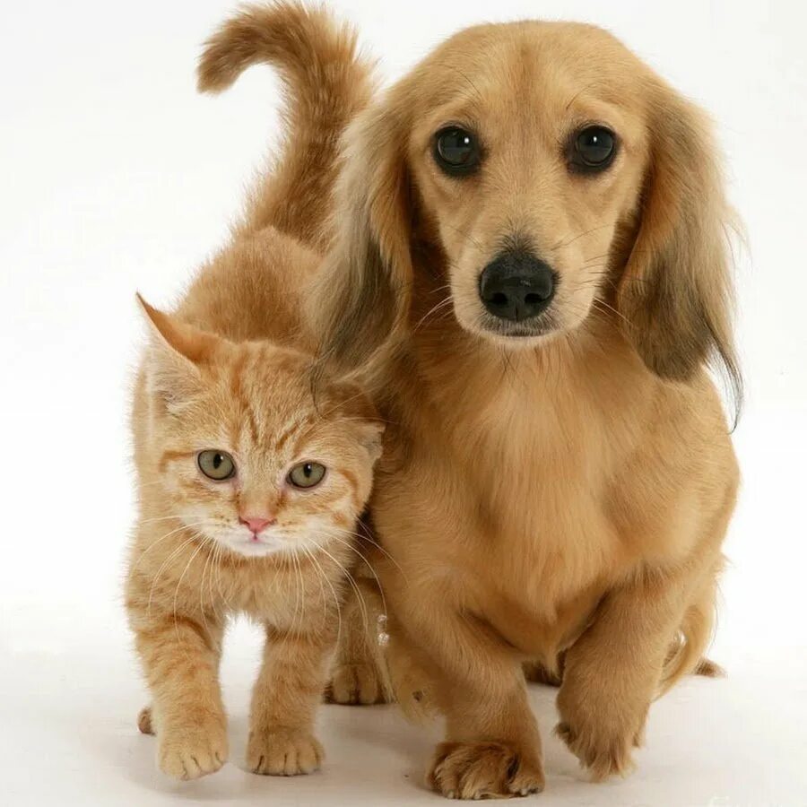 Милые собачки кошки. Собачки и кошечки. щенок и котенок. кошечки собачки картинки. милых собачек и кошечек.