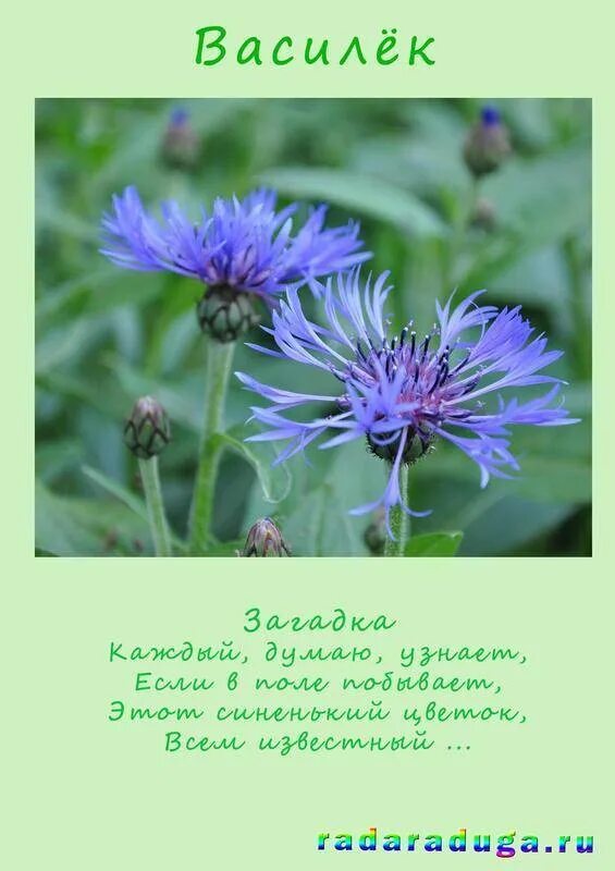 Василек стих. Василек части растения. Загадка про Василек. Загадка о васильке для детей. Василек для дошкольников.