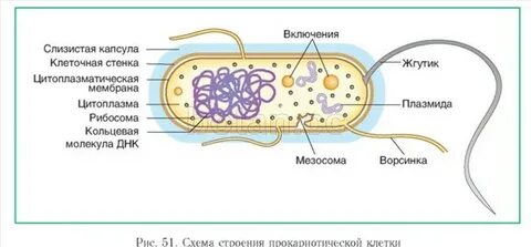 Клетки прокариот не содержат хромосомы рибосомы