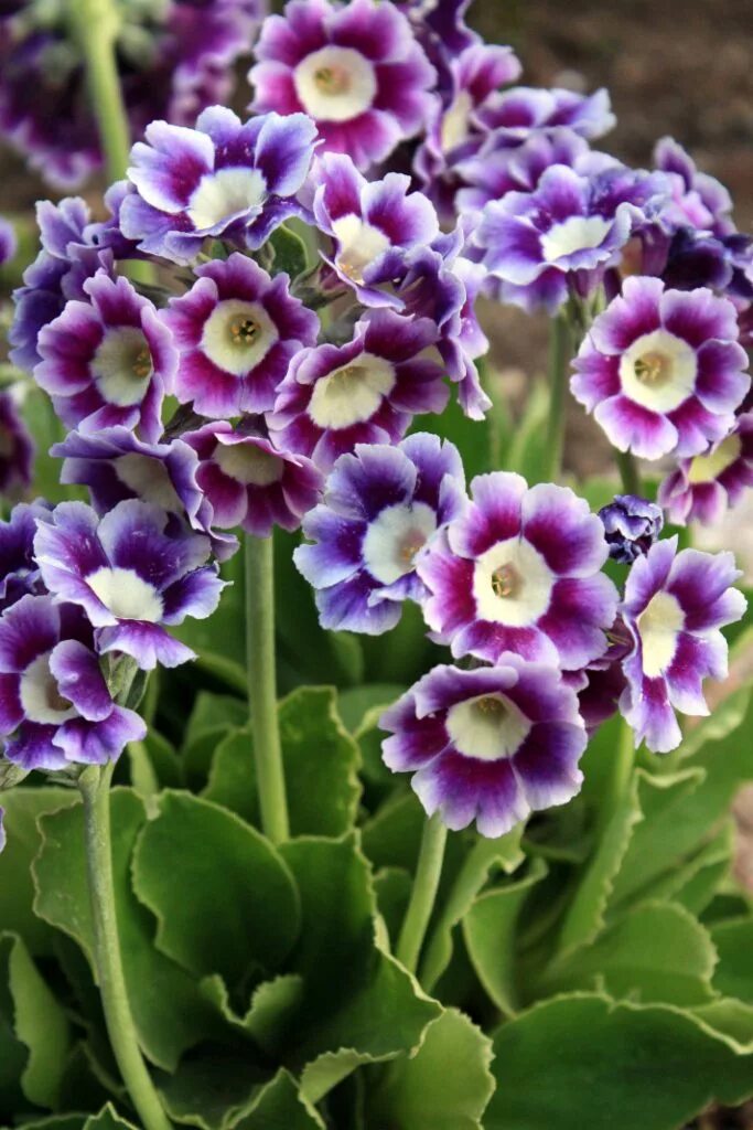 Примула сорта. Примула ушковая heidi. примула ушковая (primula auricula). примула ушковая голубая. примула ушковая бартл.