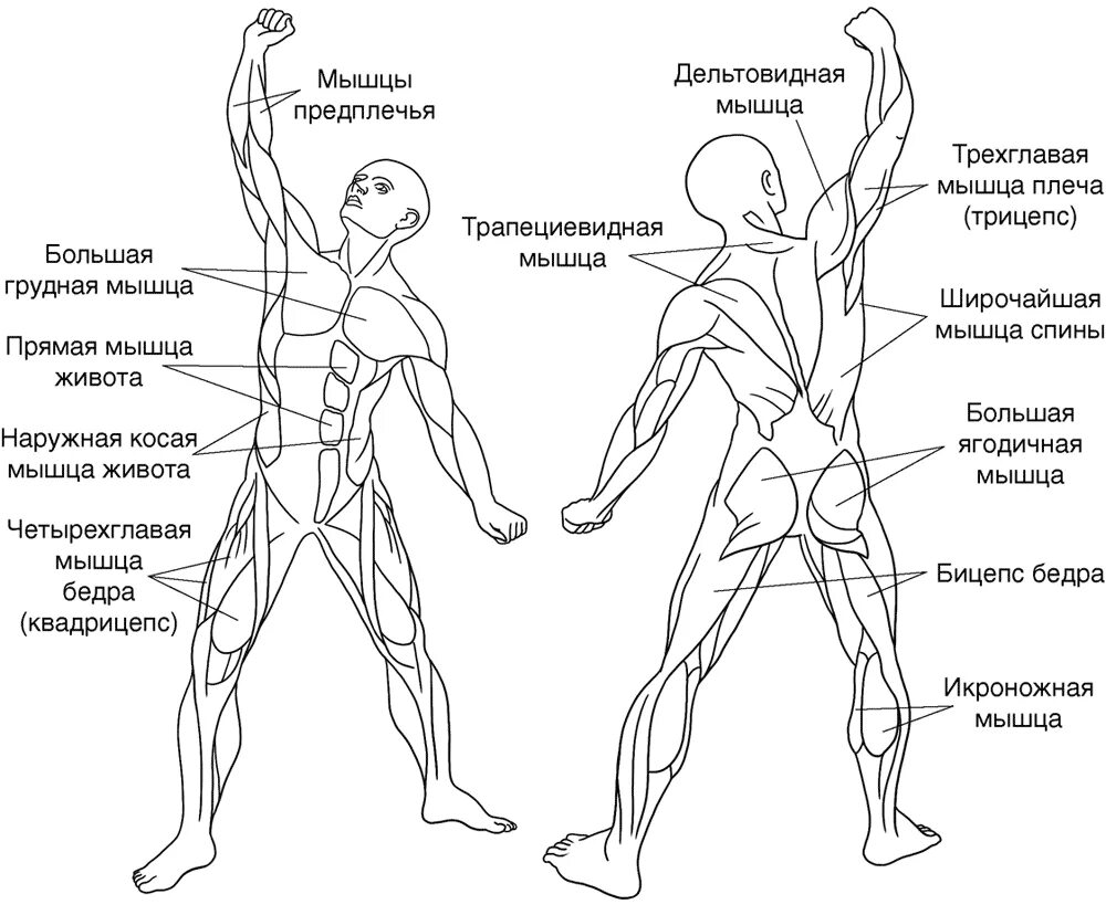 Активная мышца. Мышцы анатомия болевые точки. Группы мышц схема. Группы мышц рисунок. Мускулы схема.