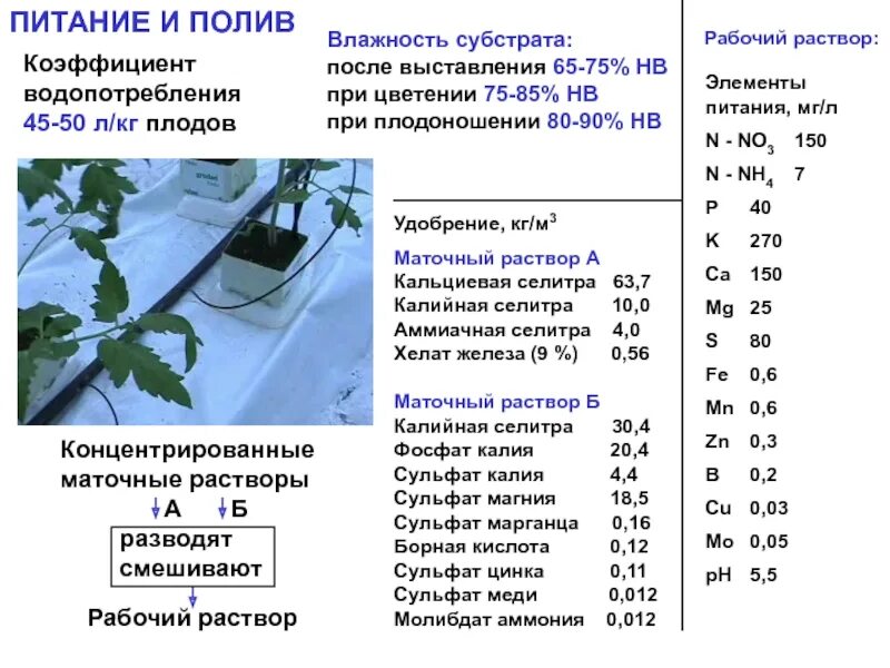 При какой температуре можно поливать. Подкормка кальциевой селитрой томатов. Приготовление маточного раствора удобрений. Маточный раствор кальциевой селитры. Кальциевая селитра для томатов.