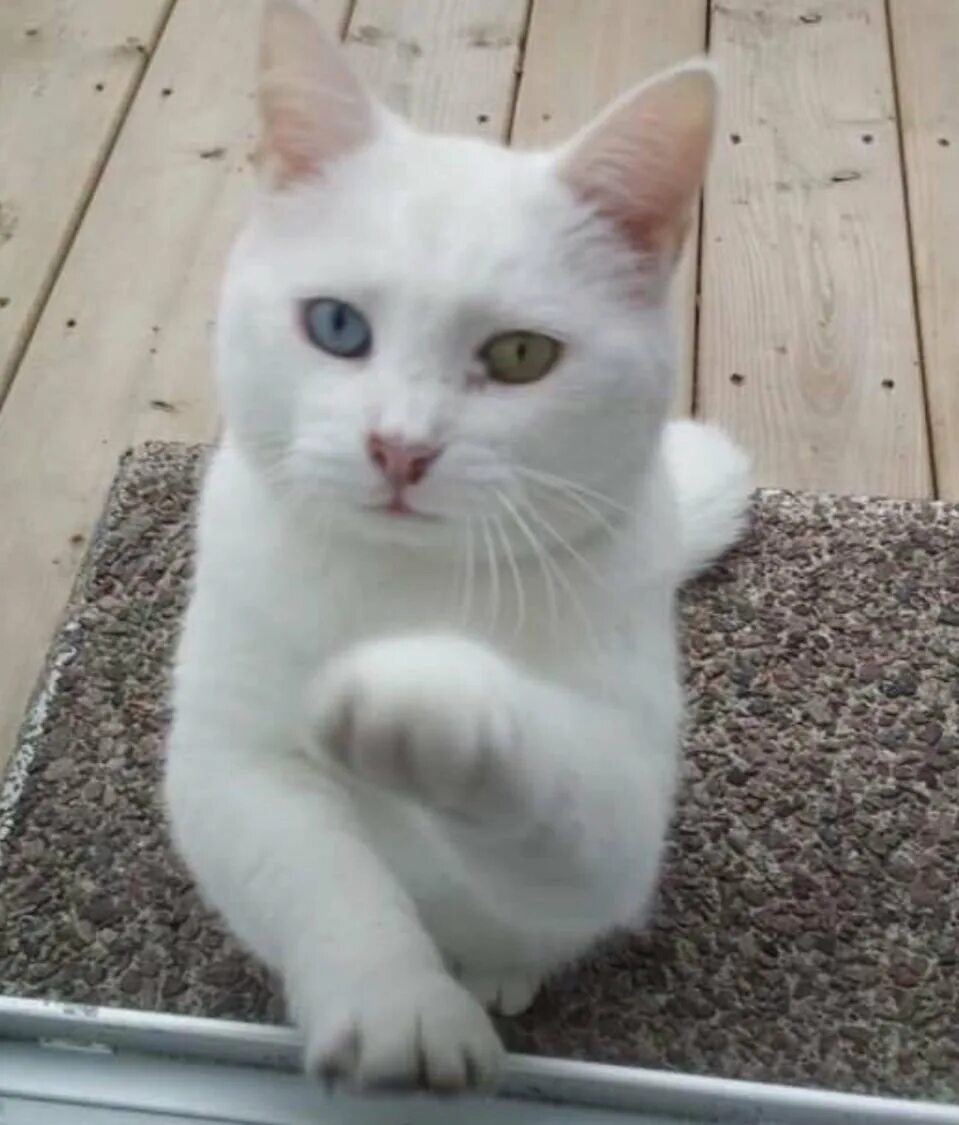 Белый кот мурзик. Мурзик кот белый. Беспородные коты белые. Кот Мурзик черно белый. Находчивый кот.