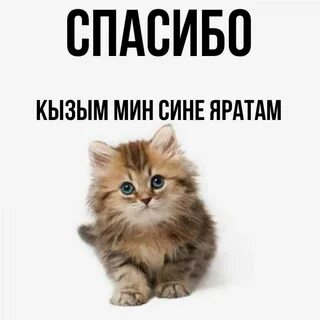 Мин сине гомерем буена