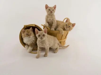 Котики отзывы