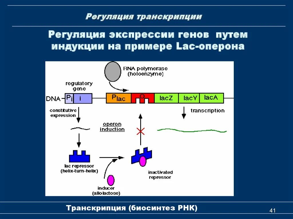 Экспрессия прокариот