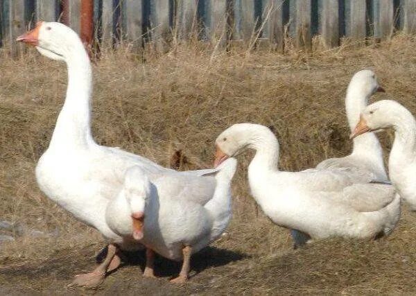 Как различить гусака