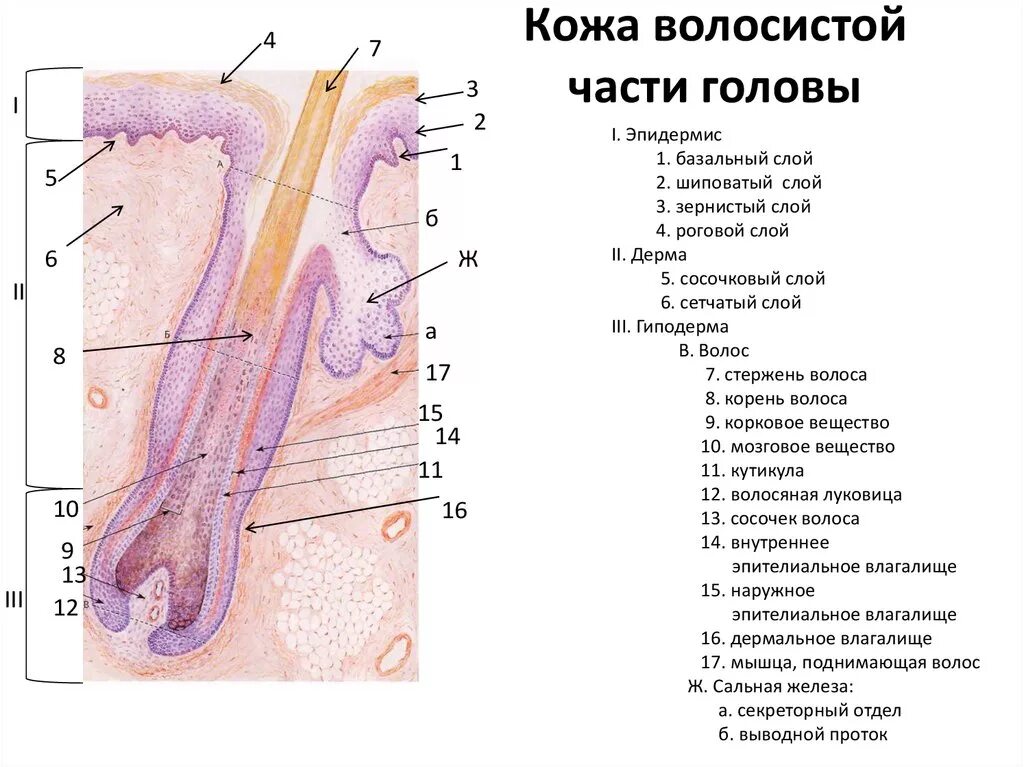 Строение тонкой кожи гистология. Кожа волосистой части головы гистология препарат. Кожа и ее производные анатомия. Строение кожи волосистой части головы.