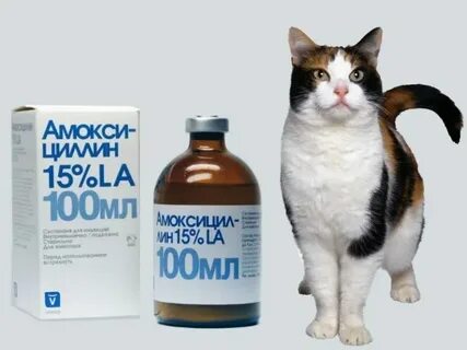 Можно ли котятам давать антибиотики
