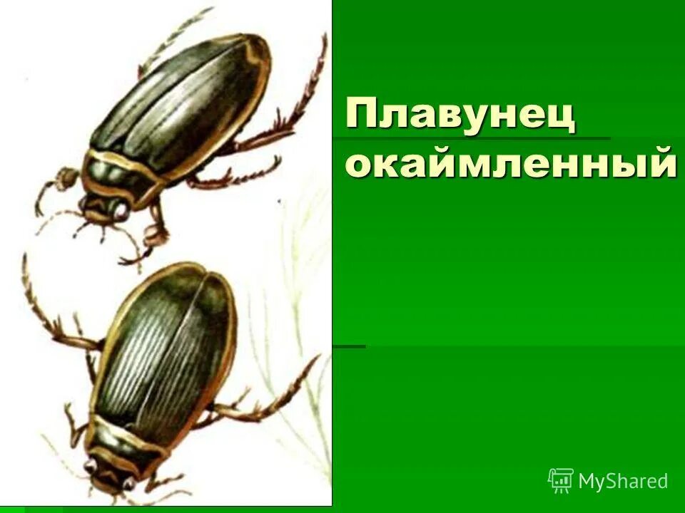 Жук-плавунец окаймленный. Плавунец окаймленный строение. Плавунцы строение. Жук-плавунец окаймленный место обитания.