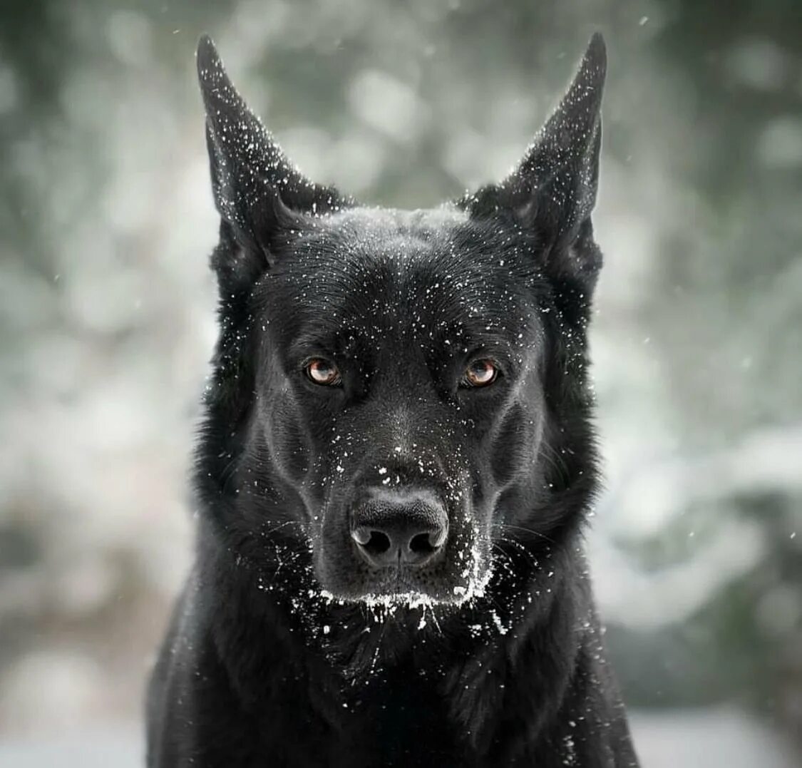 Фотки black. Чёрная немецкая овчарка Эстетика. Немецкая овчарка Блэк. Немецкая овчарка черная злая. Черная немецкая овчарка скалится.