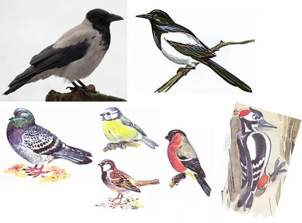 Дикие птицы 1 класс. Иллюстрации зимующие птицы для детей. Зимующие птицы рисунок. Птицы для детей 1 класс.