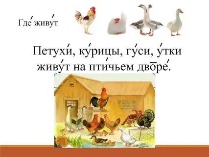 Где живет курица