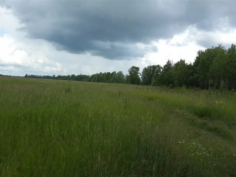 Зарастание угодий. Земельный участок город нея. 40 соток земли. Земельный участок головачево с фундаментом. Праслово тверская область.